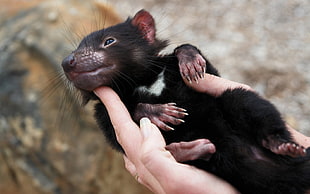 person holding black and brown rodent during day time
